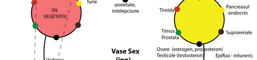 curs acupunctura in 6 energii